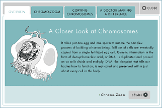 Activity: A Closer Look at Chromosomes